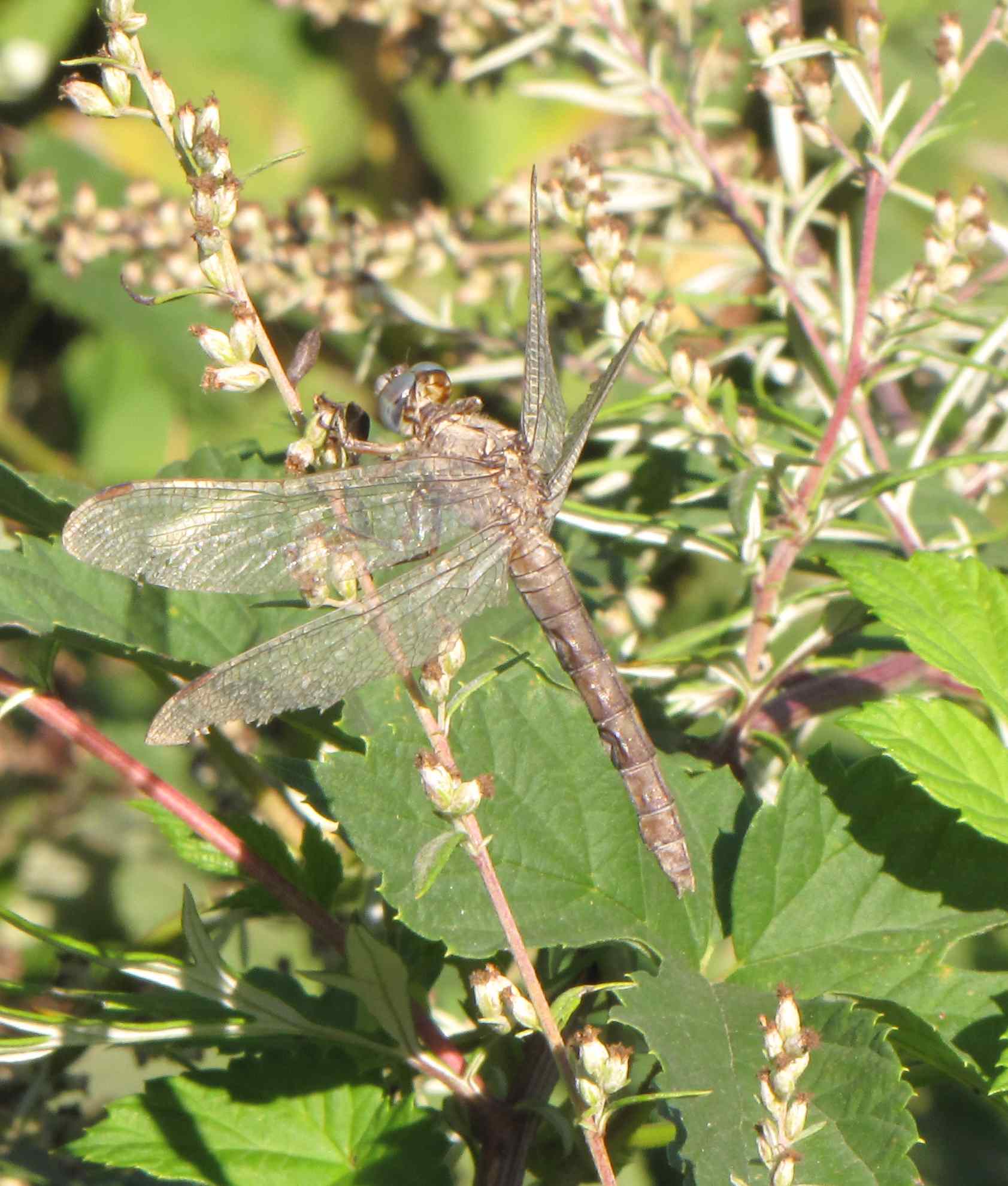 libellula dalla strana colorazione (Orthetrum brunneum)